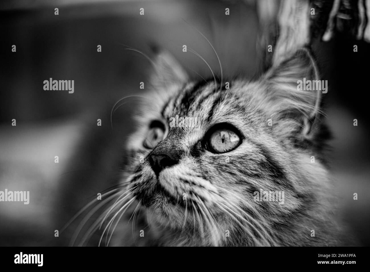The cat: commonly referred to as the domestic cat or house cat, is the only domesticated species in the family. Stock Photo