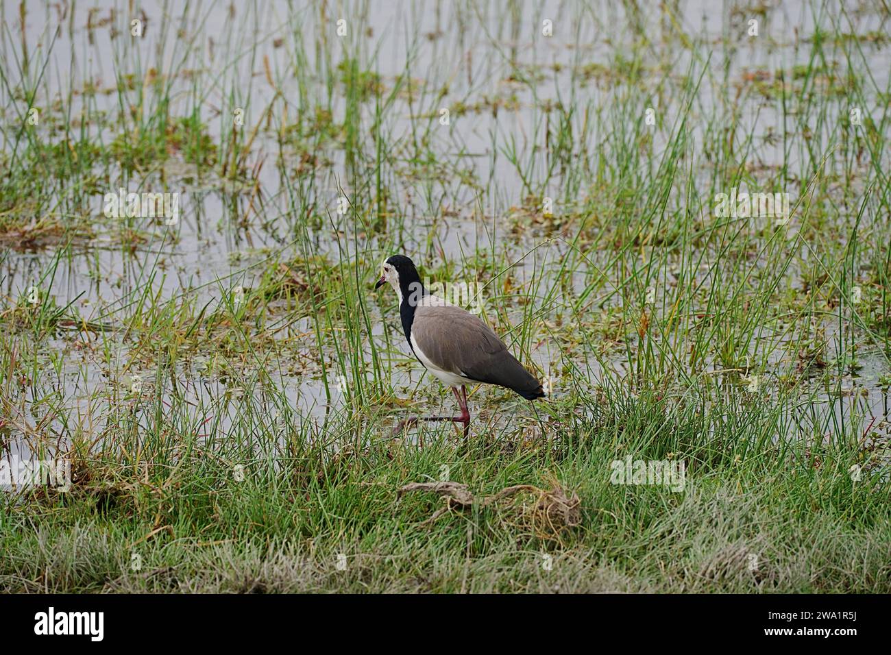 Long-toed lapwing on African savanna at Amboseli National Park in Kajiado county in Kenya in 2023 warm sunny winter day on July. Stock Photo