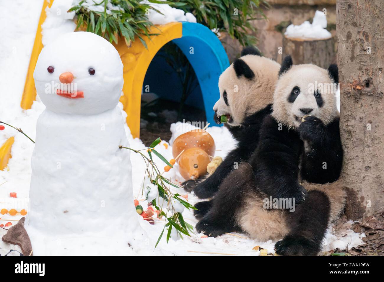 Chongqing China January 1 2024 Two Giant Pandas Eat Next To A Chongqing China January 1 2024 Two Giant Pandas Eat Next To A