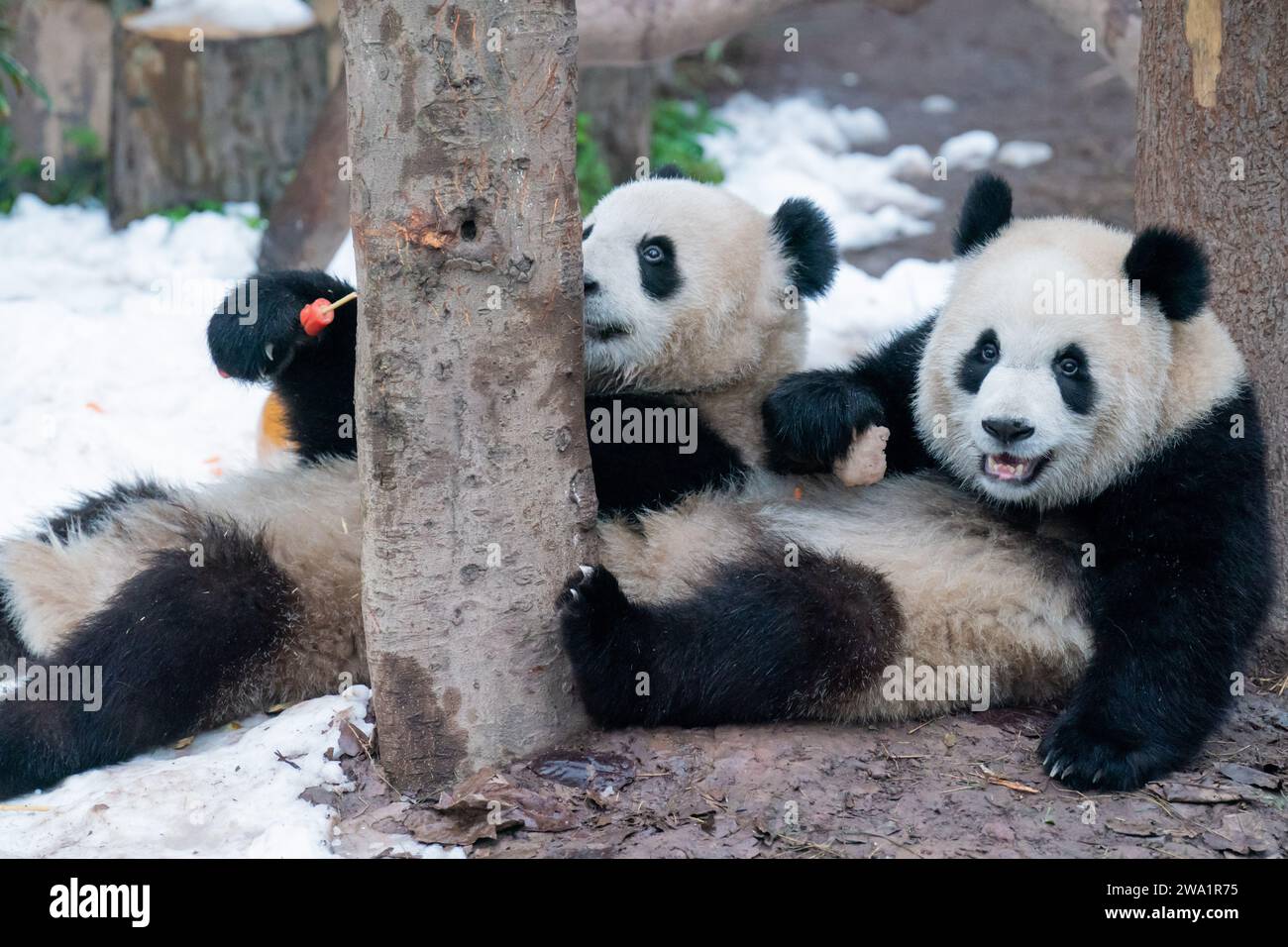 Chongqing China January 1 2024 Two Giant Pandas Play At Chongqing Chongqing China January 1 2024 Two Giant Pandas Play At Chongqing