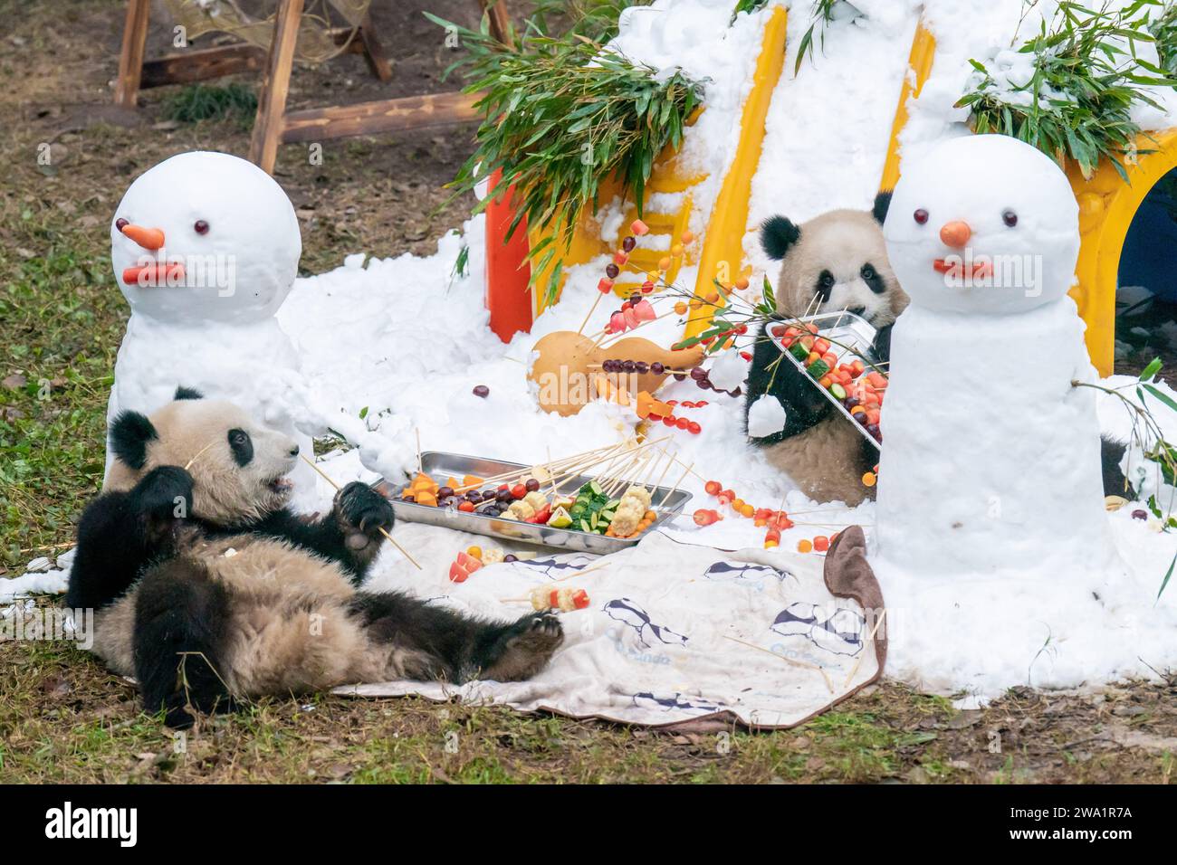 Chongqing China January 1 2024 Two Giant Pandas Eat Next To A Chongqing China January 1 2024 Two Giant Pandas Eat Next To A
