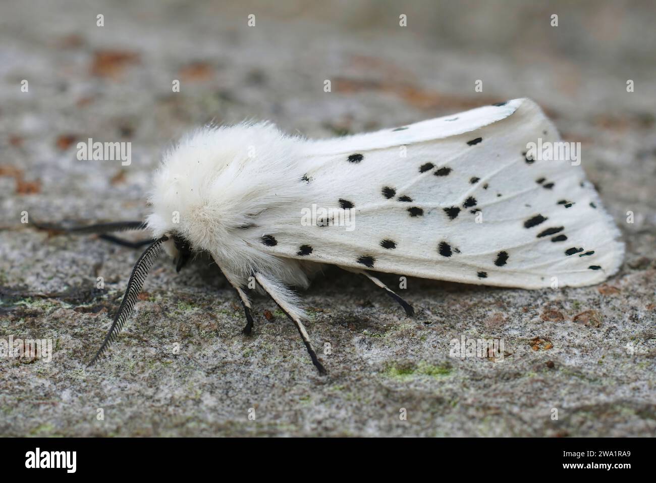 Natural closeup on a white ermine moth, Spilosoma lubricipeda sitting on a piece of wood in the garden Stock Photo