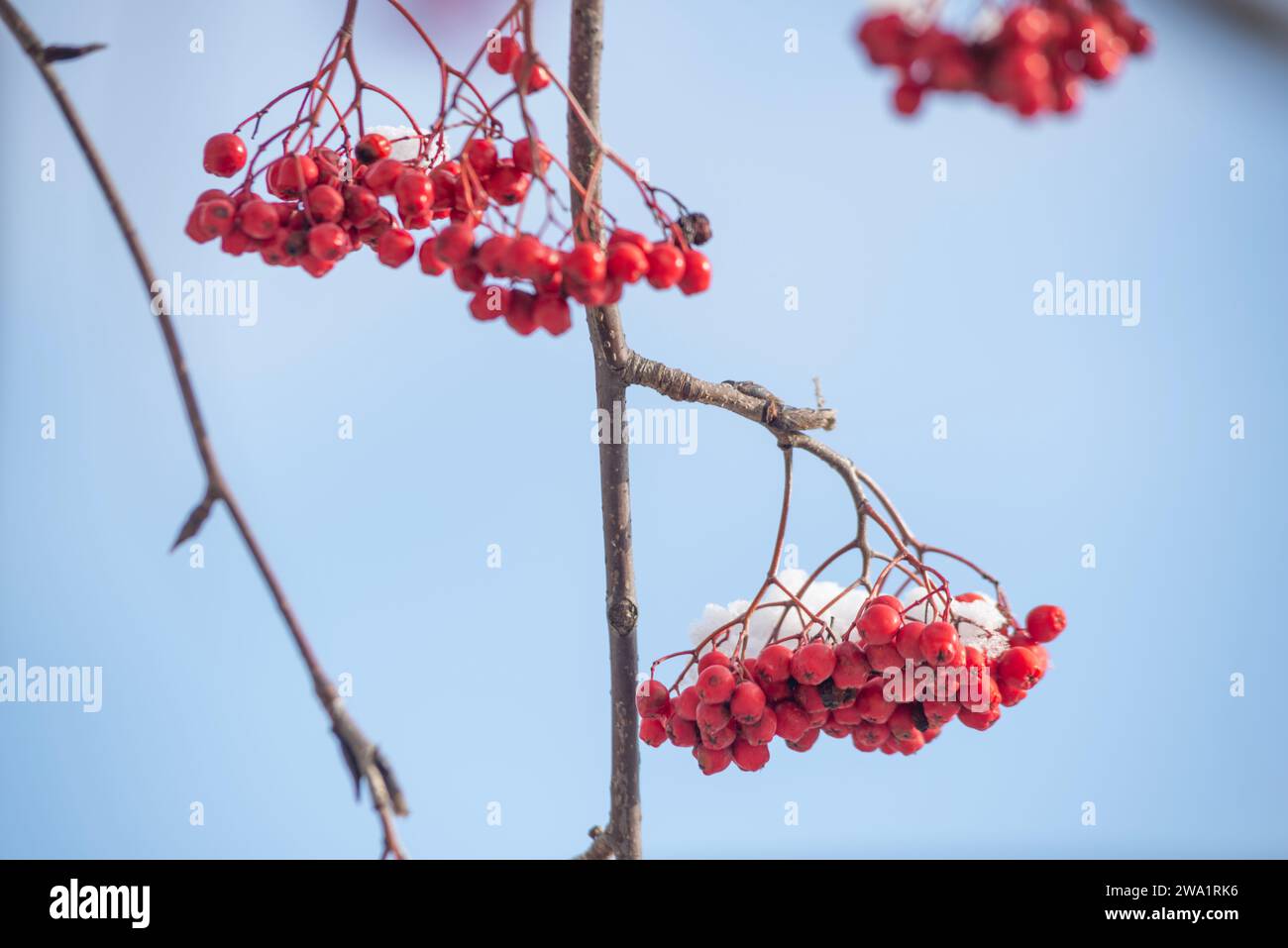 ash berry covered in snow background winter mood photo 4k rowan berries ...