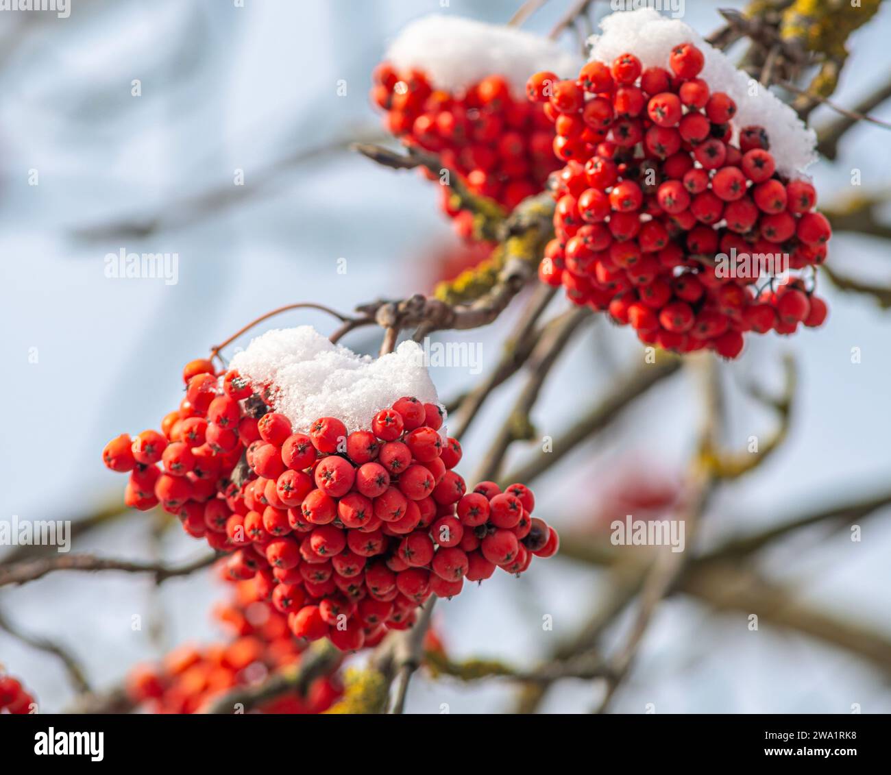 Rowan tree in berry hi-res stock photography and images - Alamy