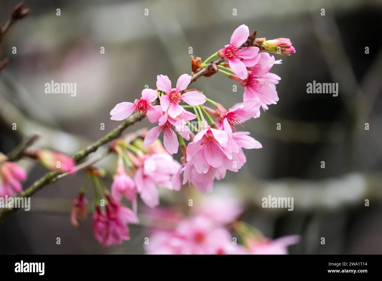 Beautiful Fuji Mame Sakura Cherry Blossom blooming in Taiwan in springtime. Stock Photo