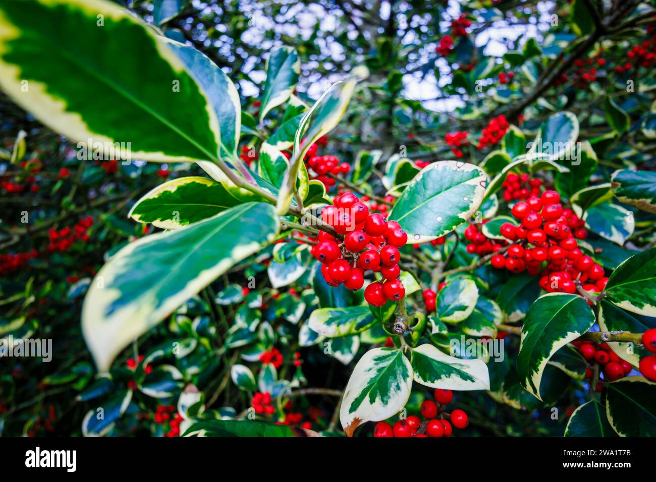 Evergreen variegated holly (female) Ilex x altaclerensis 'Golden King' small tree / shrub with waxy bright red berries and foliage and leaves Stock Photo
