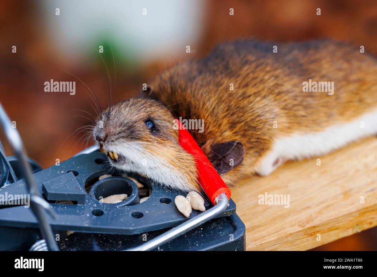 A dead house mouse (Mus musculus) caught in a typical traditional ...