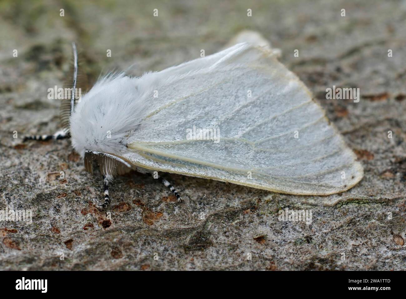 Detailed closeup on the European white satin moth Leucoma salicis sitting on wood Stock Photo
