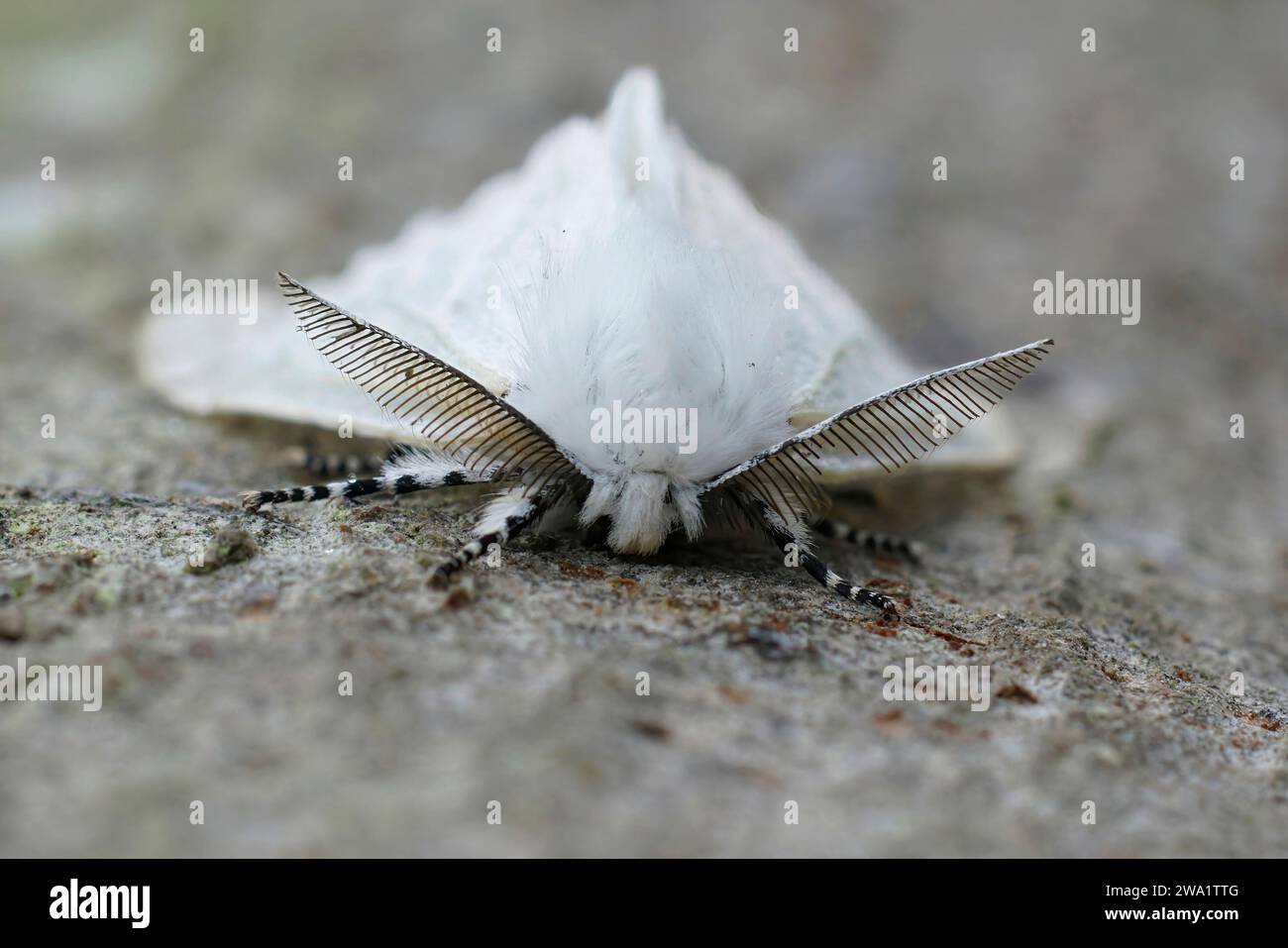 Detailed facial closeup on the European white satin moth Leucoma salicis sitting on wood Stock Photo