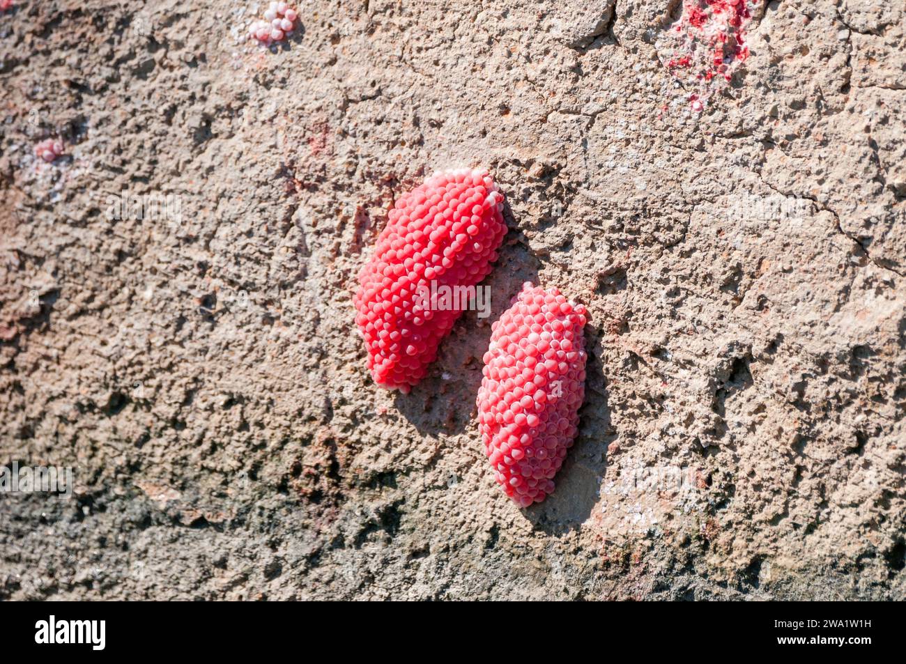 Apple snail eggs on a wall, pomacea insularum, Ebro Delta, Catalonia, Spain Stock Photo