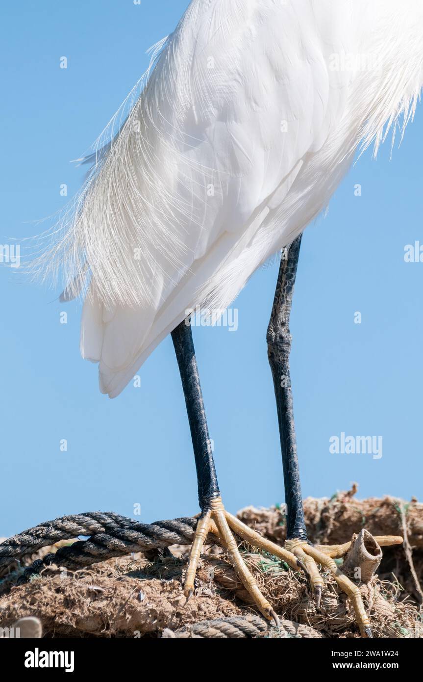 leg detail, little egret, Egretta garzetta, Ebro Delta, Catalonia, Spain Stock Photo
