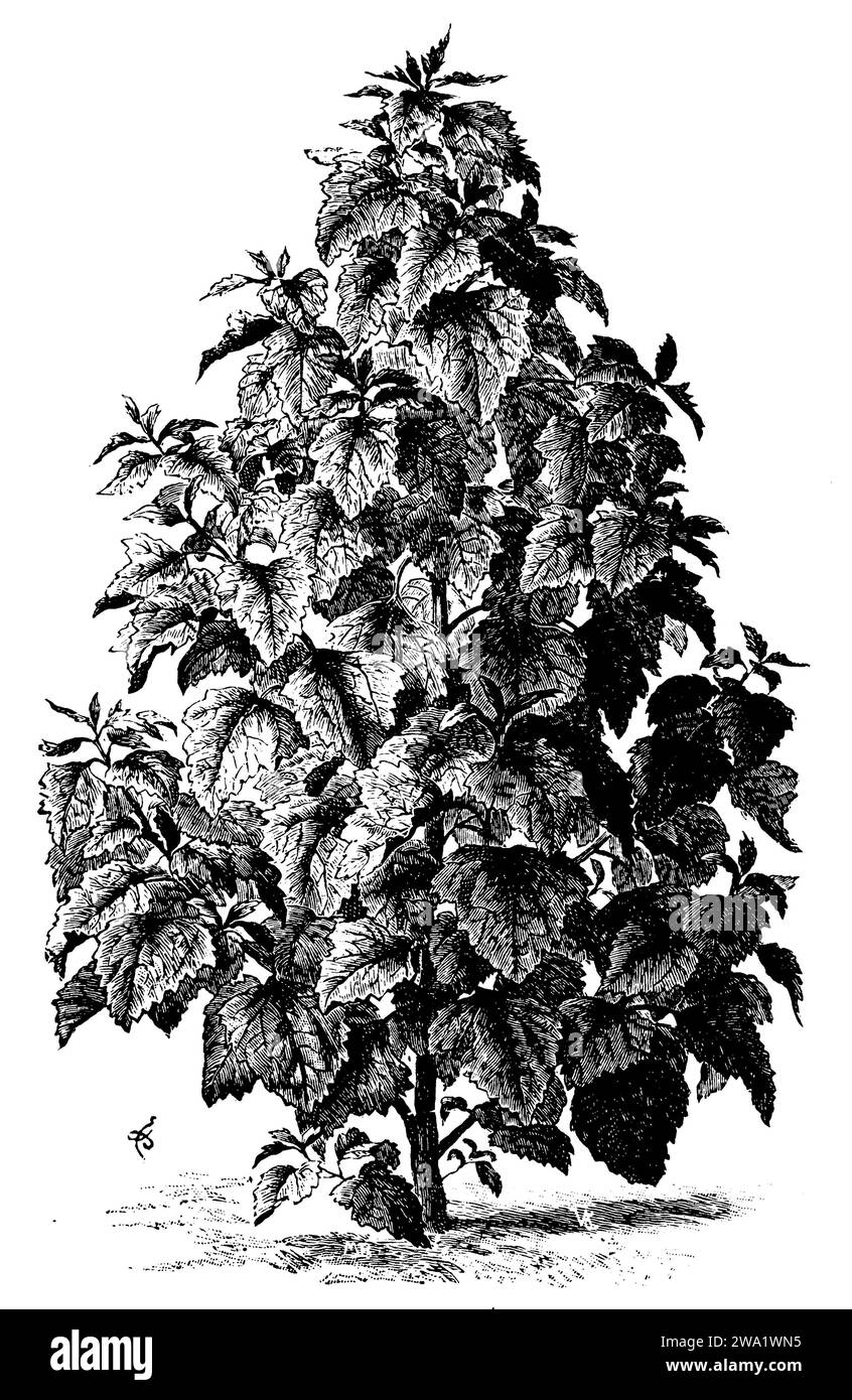 tree spinach, Chenopodium giganteum,  (printing pattern book, 1911), Baumspinat, Chenopodium giganteum Stock Photo