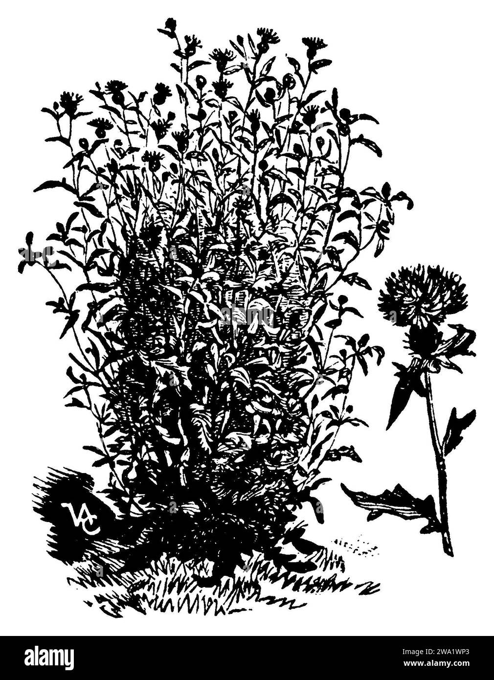 Centaurea jacea, Centaurea jacea,  (printing pattern book, 1911), Wiesen-Flockenblume, Centaurée jacée Stock Photo
