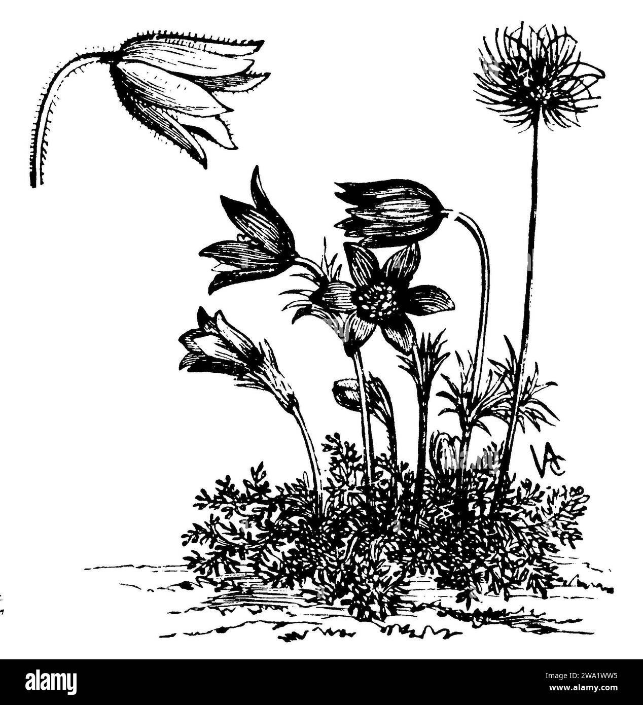 pasqueflower, Pulsatilla vulgaris,  (, 1911), Kuhschelle, anémone pulsatille Stock Photo