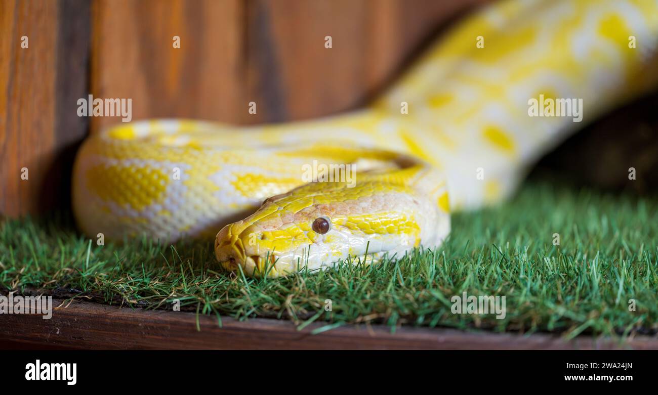 Yellow python hi-res stock photography and images - Alamy