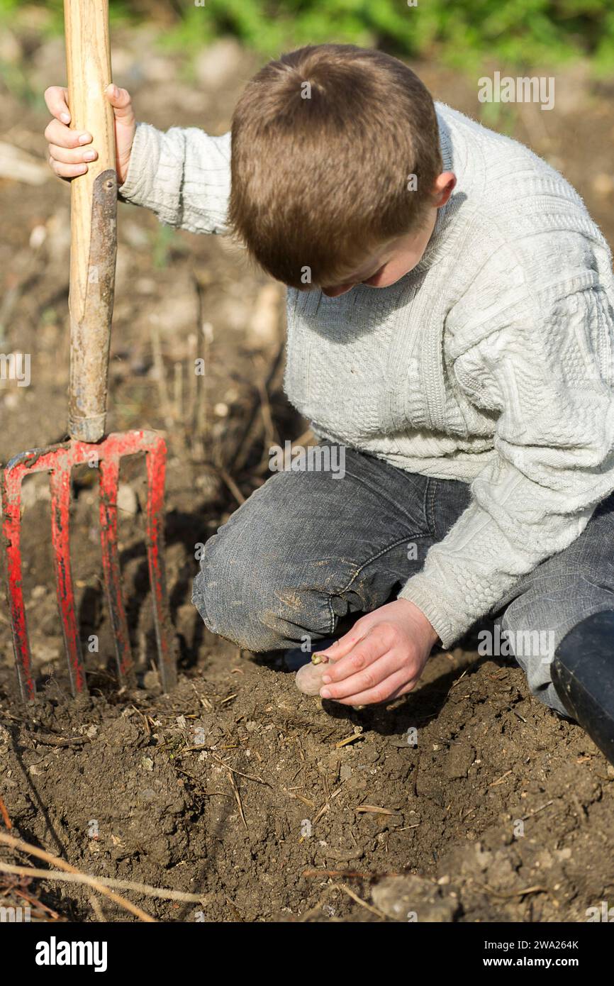Enfant dans le potager avec une fourche beche. Creuser des trous pour planter des pommes de terre dans le sol. |  Boy in the vegetable garden digging Stock Photo