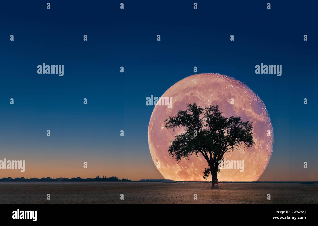 The supermoon rise at the lone tree on the prairies at Myrtle, Manitoba, Canada. Stock Photo
