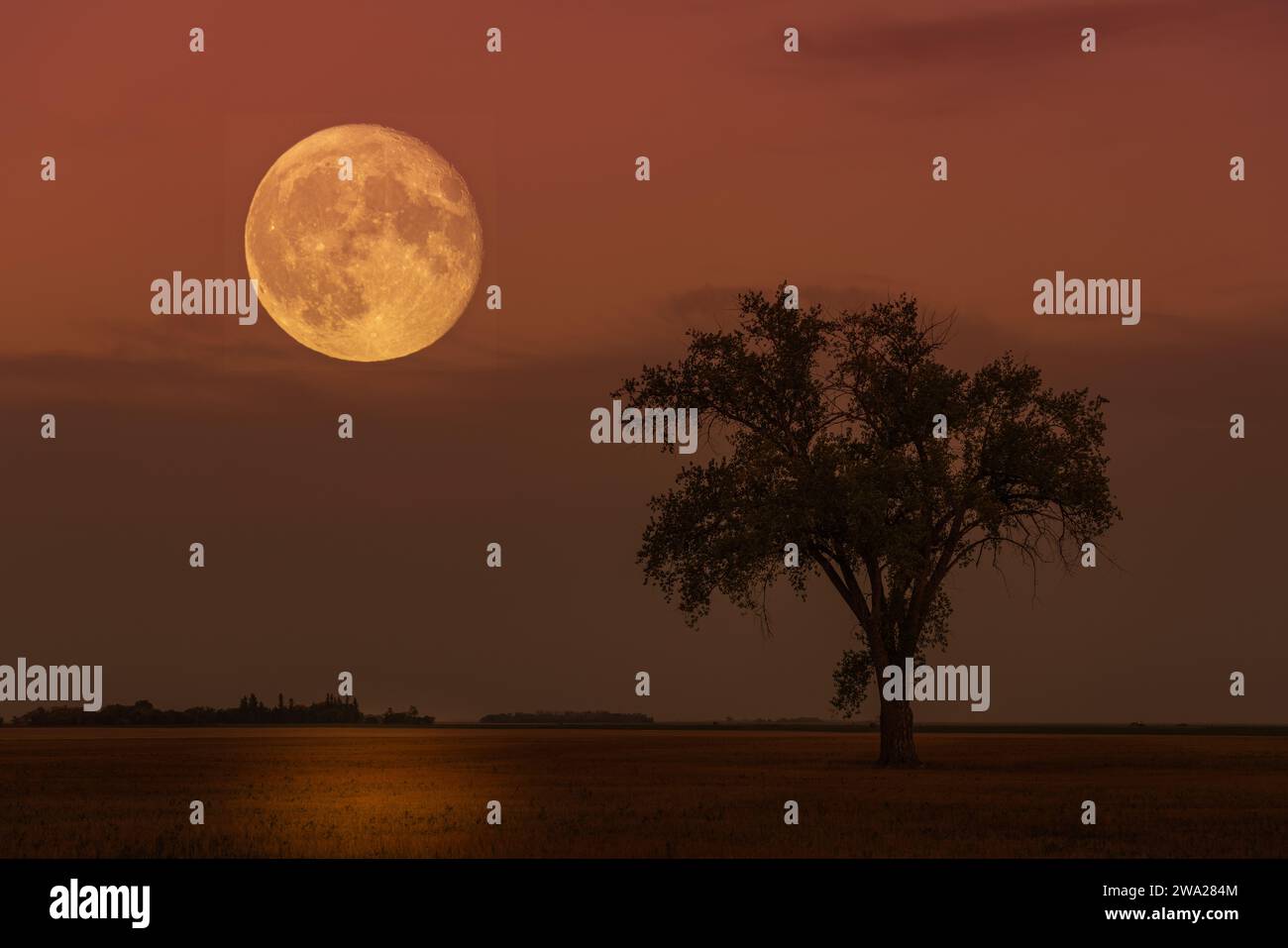 The supermoon rise at the lone tree on the prairies at Myrtle, Manitoba, Canada. Stock Photo