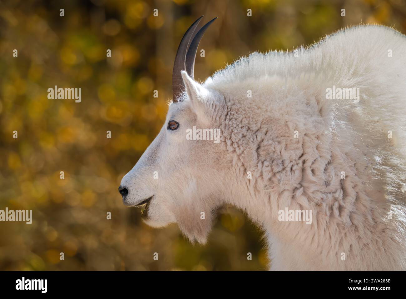 A white mountain goat with fall foliage color in the Spearfish Canyon ...
