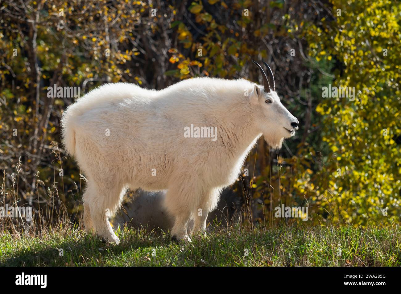 A white mountain goat with fall foliage color in the Spearfish Canyon ...