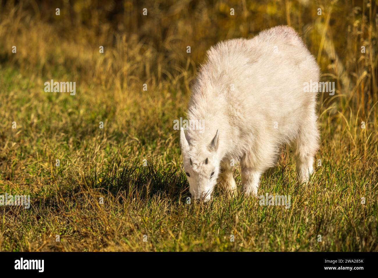 A white mountain goat with fall foliage color in the Spearfish Canyon ...