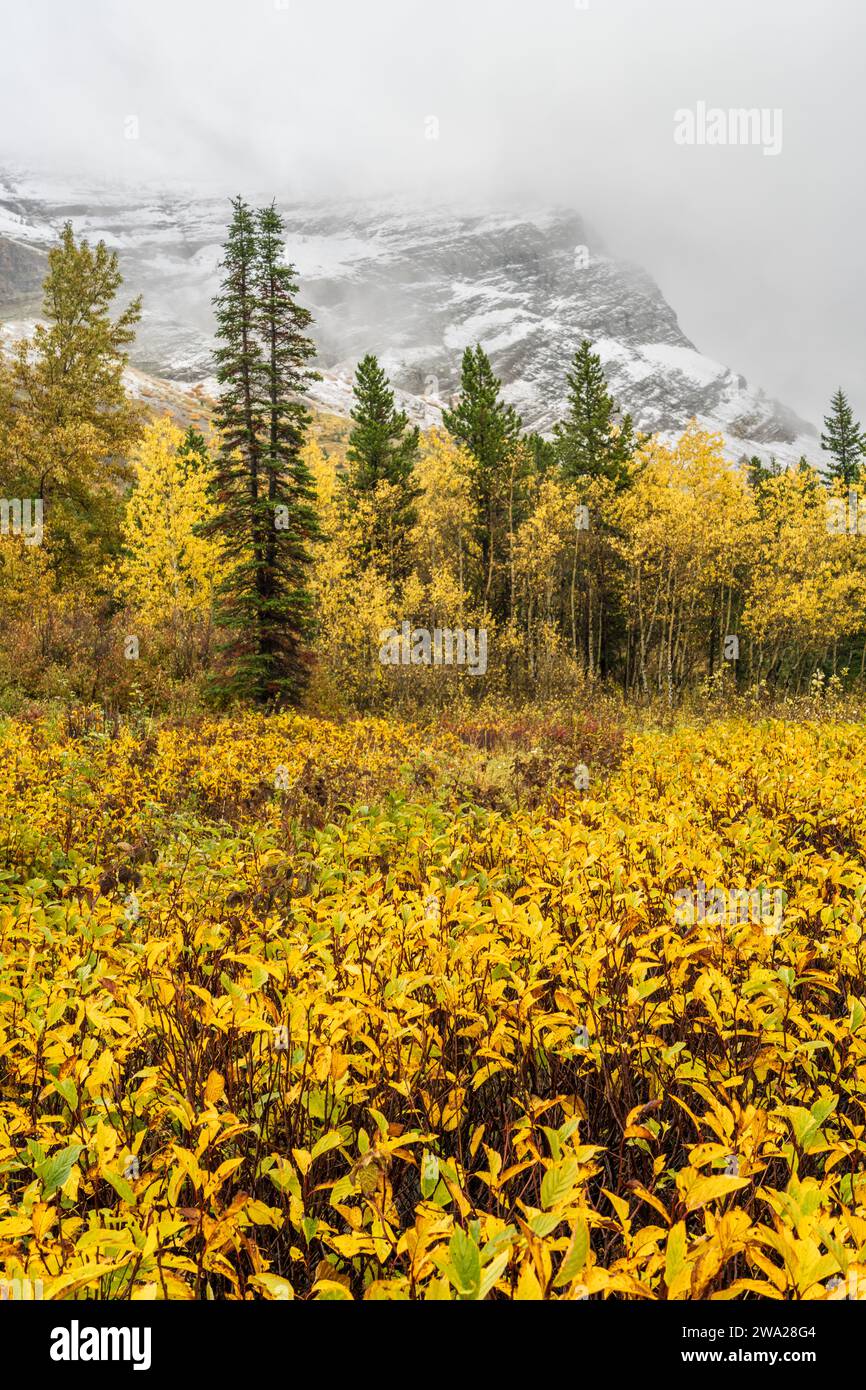 Fall foliage color in the Many Glacier area of Glacier National Park, Montana, UJSA. Stock Photo