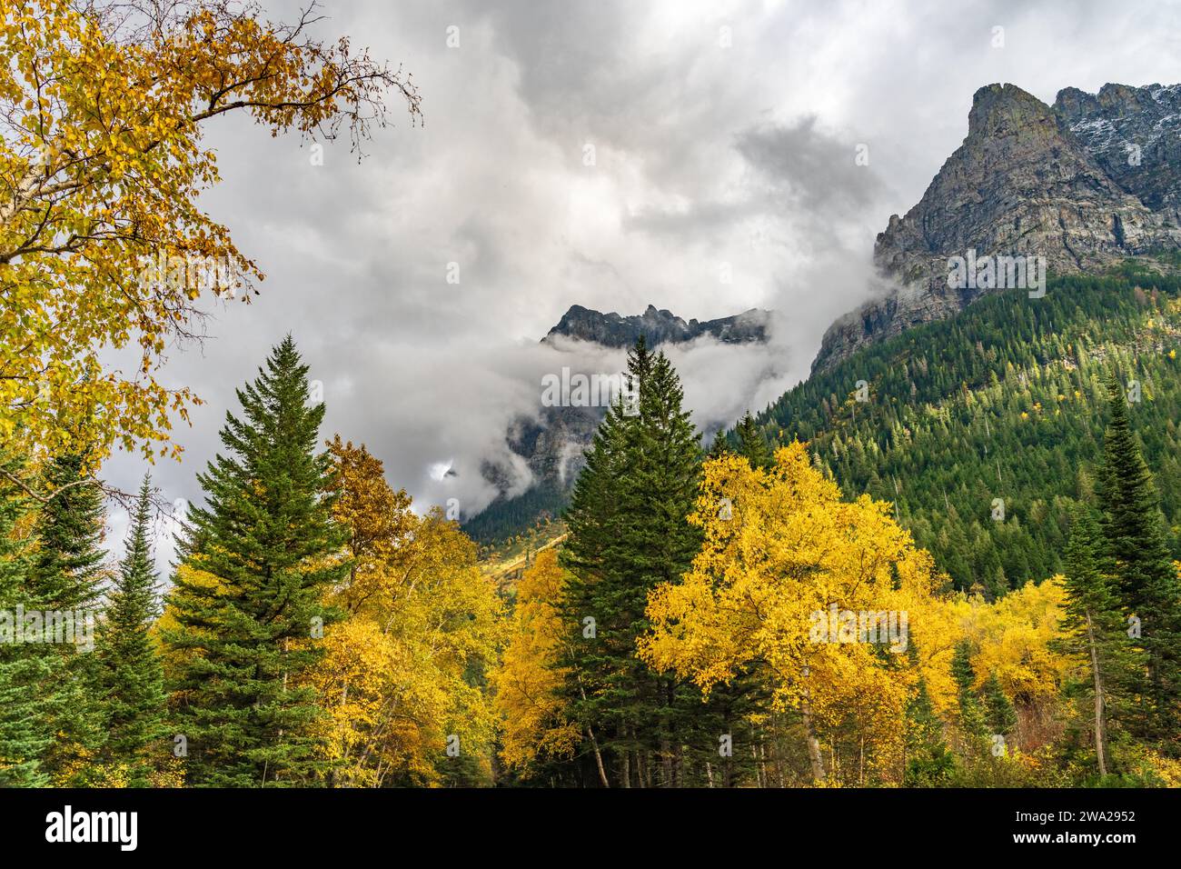 Fall foliage color on the hillsides along the Going to the Sun Road ...