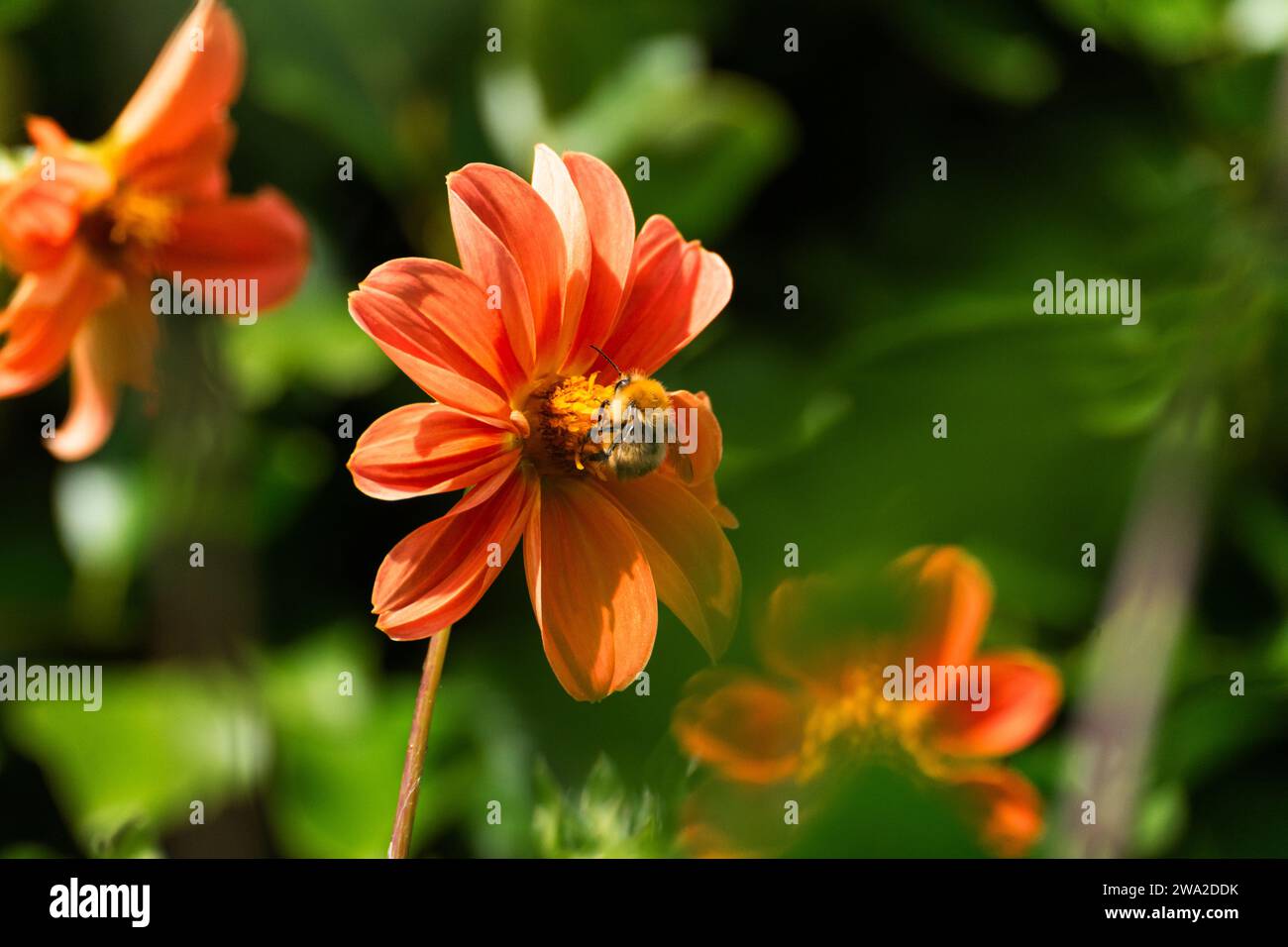 Garden Dahlias in full bloom with pollinator (Dahlia Flowers) Stock Photo