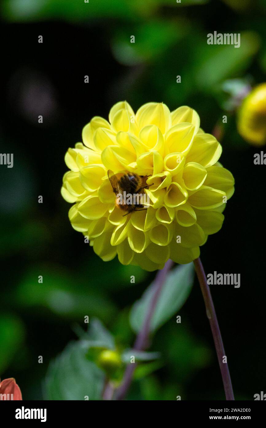 Garden Dahlias in full bloom with pollinator (Dahlia Flowers) Stock Photo