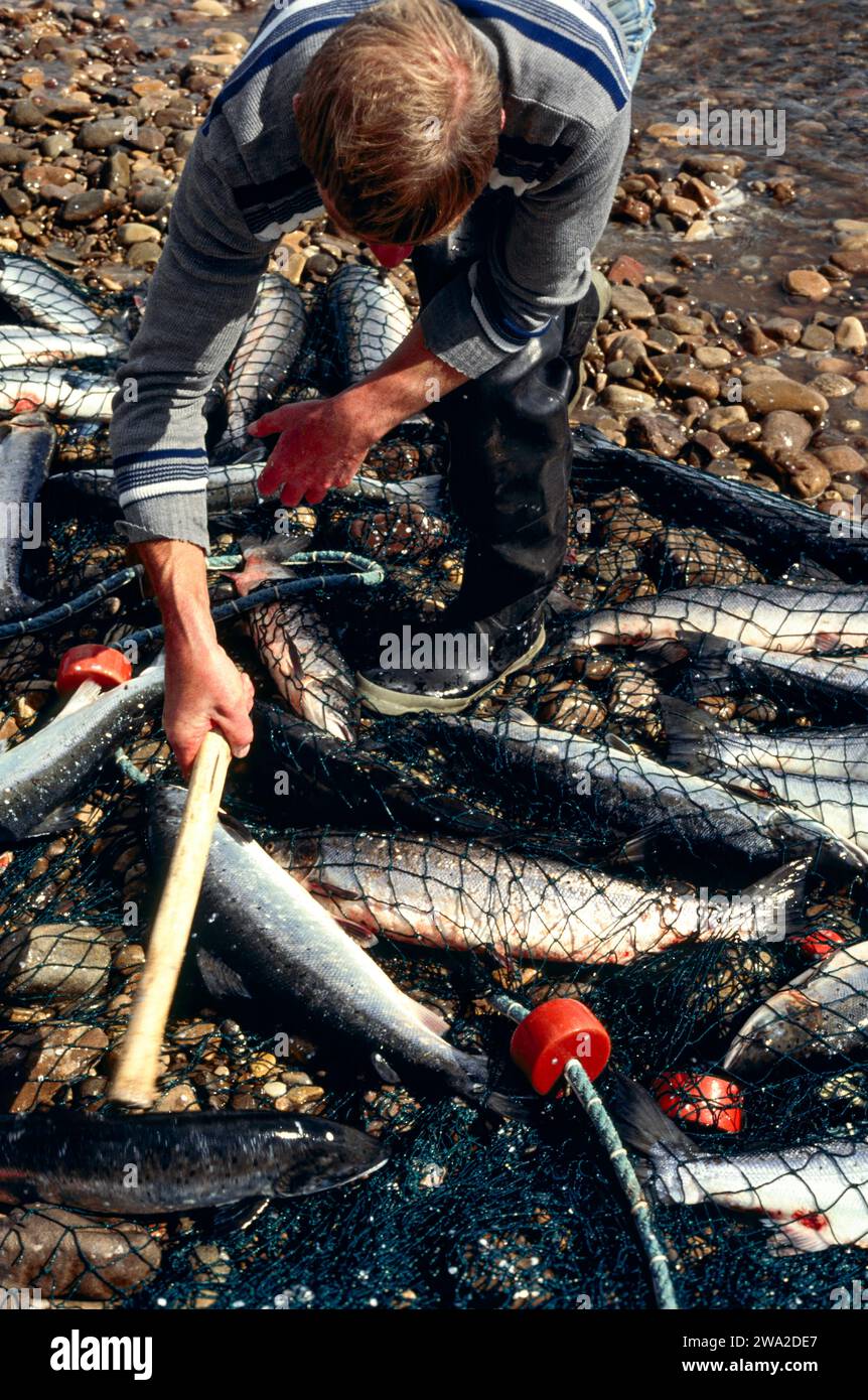 Salmon netting River Spey Scotland during 1990s killing the fish in the net Stock Photo