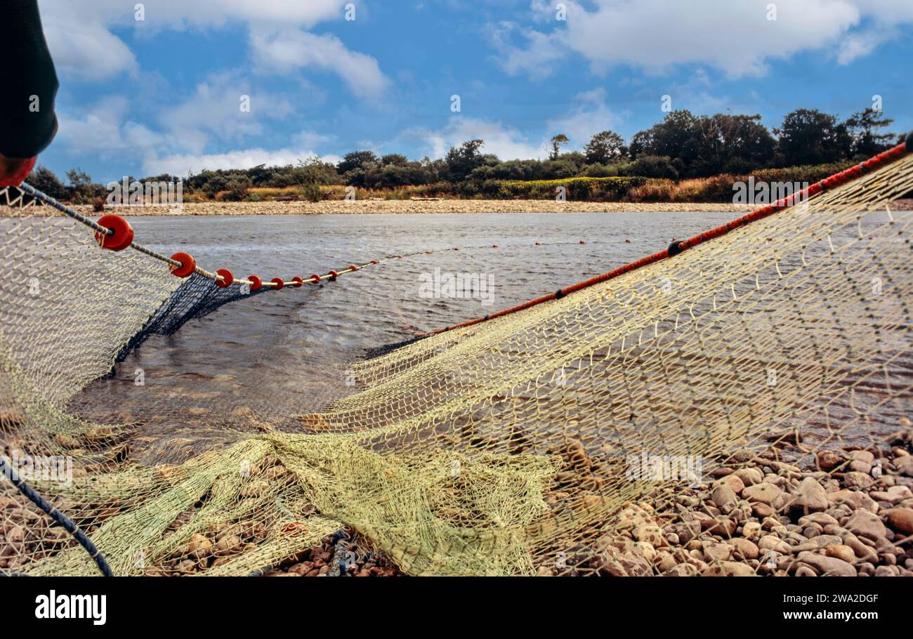 Salmon netting River Spey Scotland during 1990s pulling in the seine net to shore Stock Photo