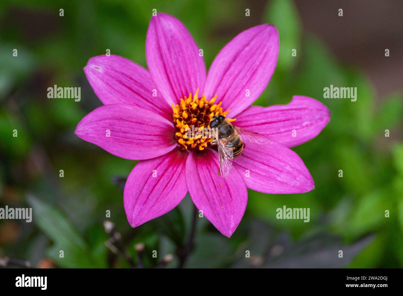 Garden Dahlias in full bloom with pollinator (Dahlia Flowers) Stock Photo