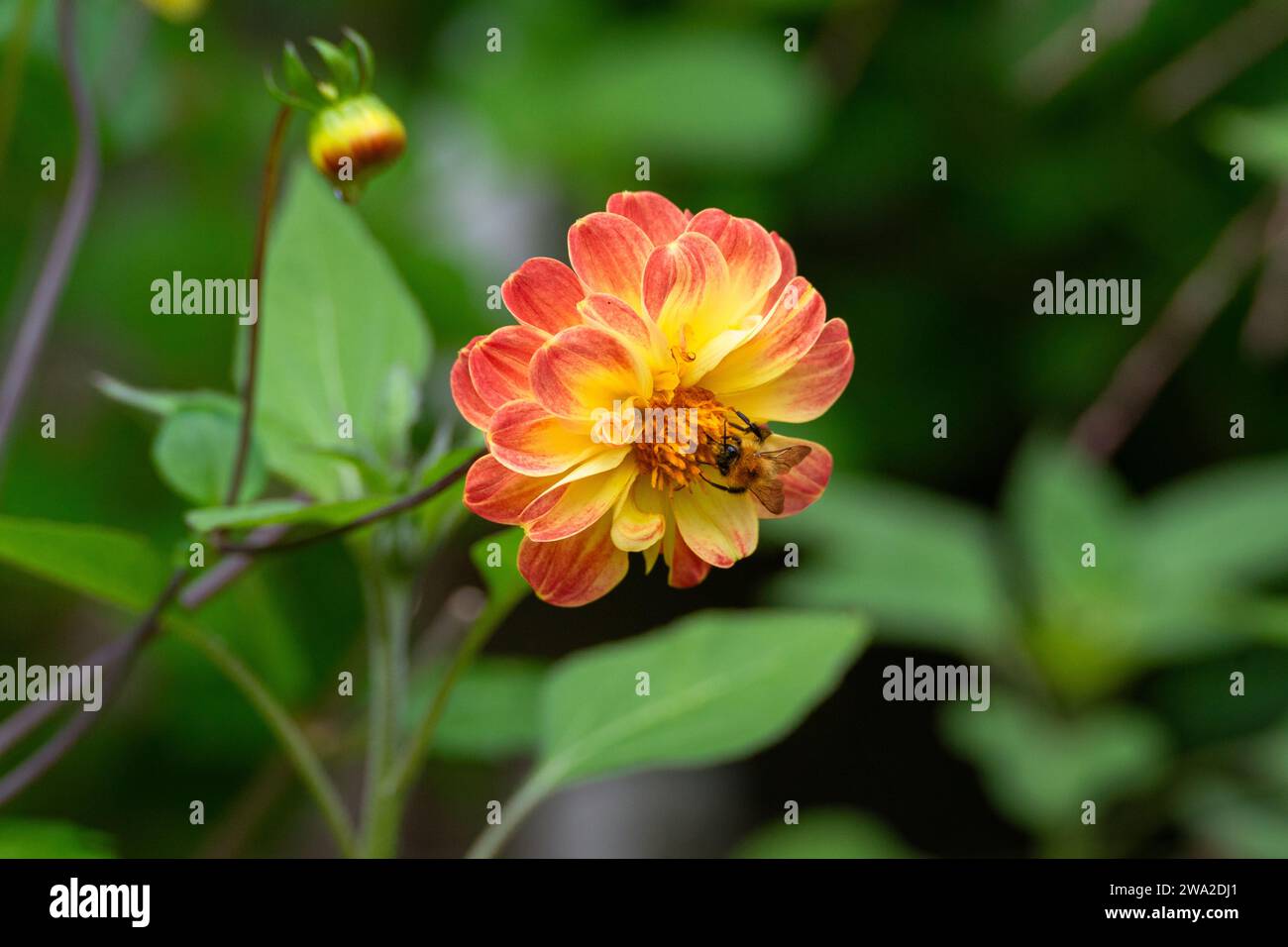 Garden Dahlias in full bloom with pollinator (Dahlia Flowers) Stock Photo