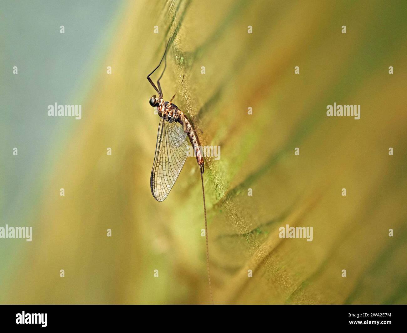 Leptophlebia marginata, the sepia dun, Mayfly at rest with wings held upright above thorax on grainy wooden surface Stock Photo