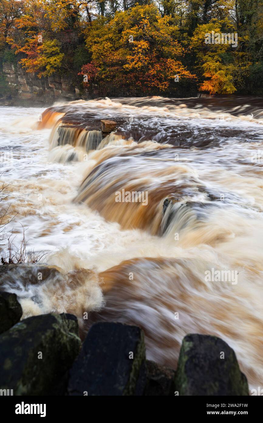 Richmond Falls in Spate - High Water at Richmond Waterfalls in Autumn - Yorkshire, UK Stock Photo