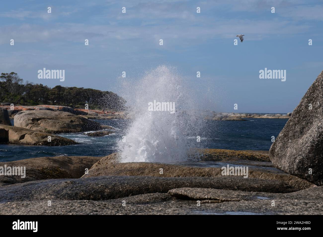 Blowhole in the granite rocks at Bicheno beach, Tasmania, Australia. Blasts of water coming from the hole are powerful, the water takes on new shapes Stock Photo