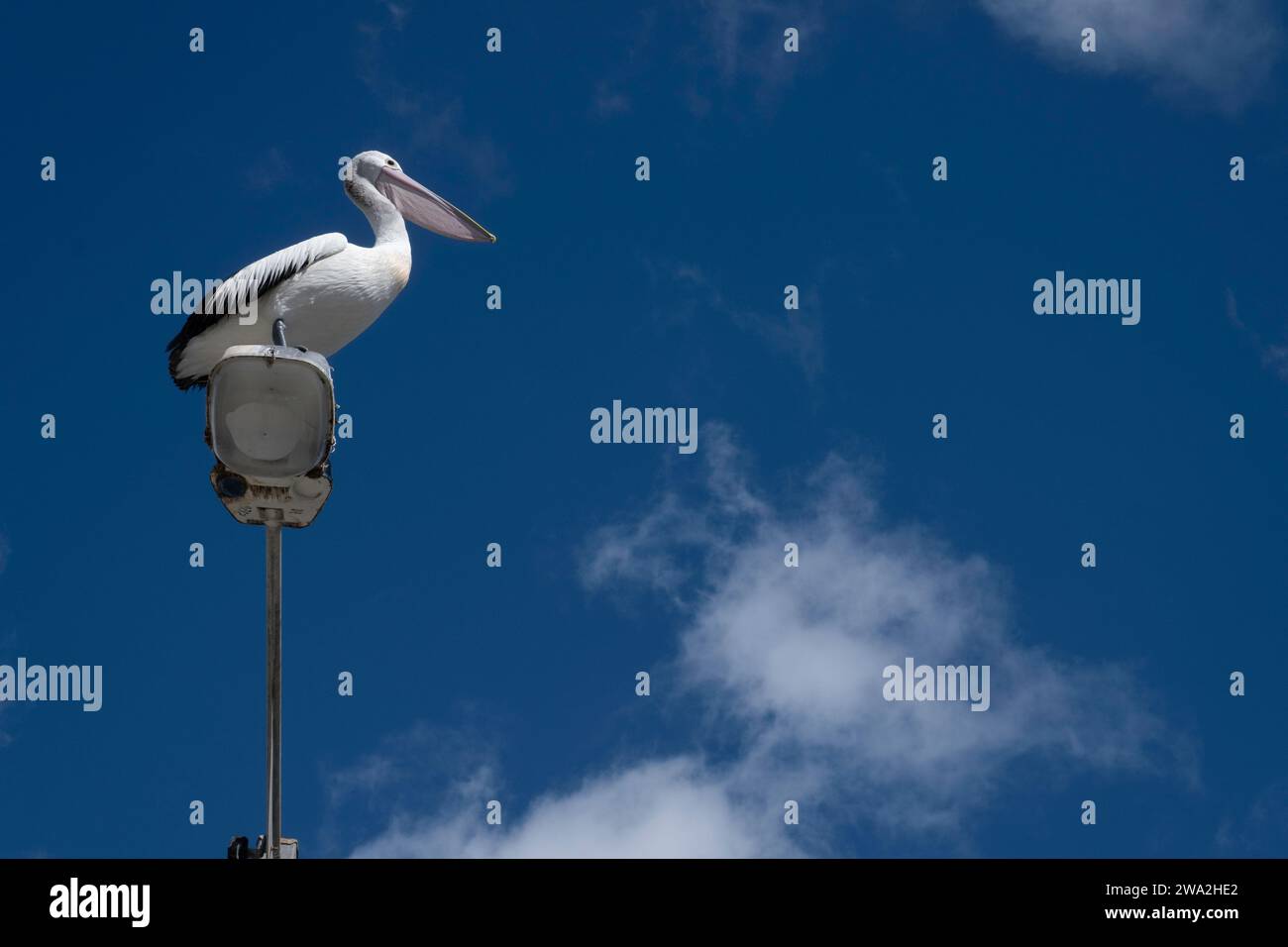 Australian pelican (Pelecanus conspicillatus) is perched on top of a street lamp's light box. Blue cloudy sky with sun. Copy space Stock Photo