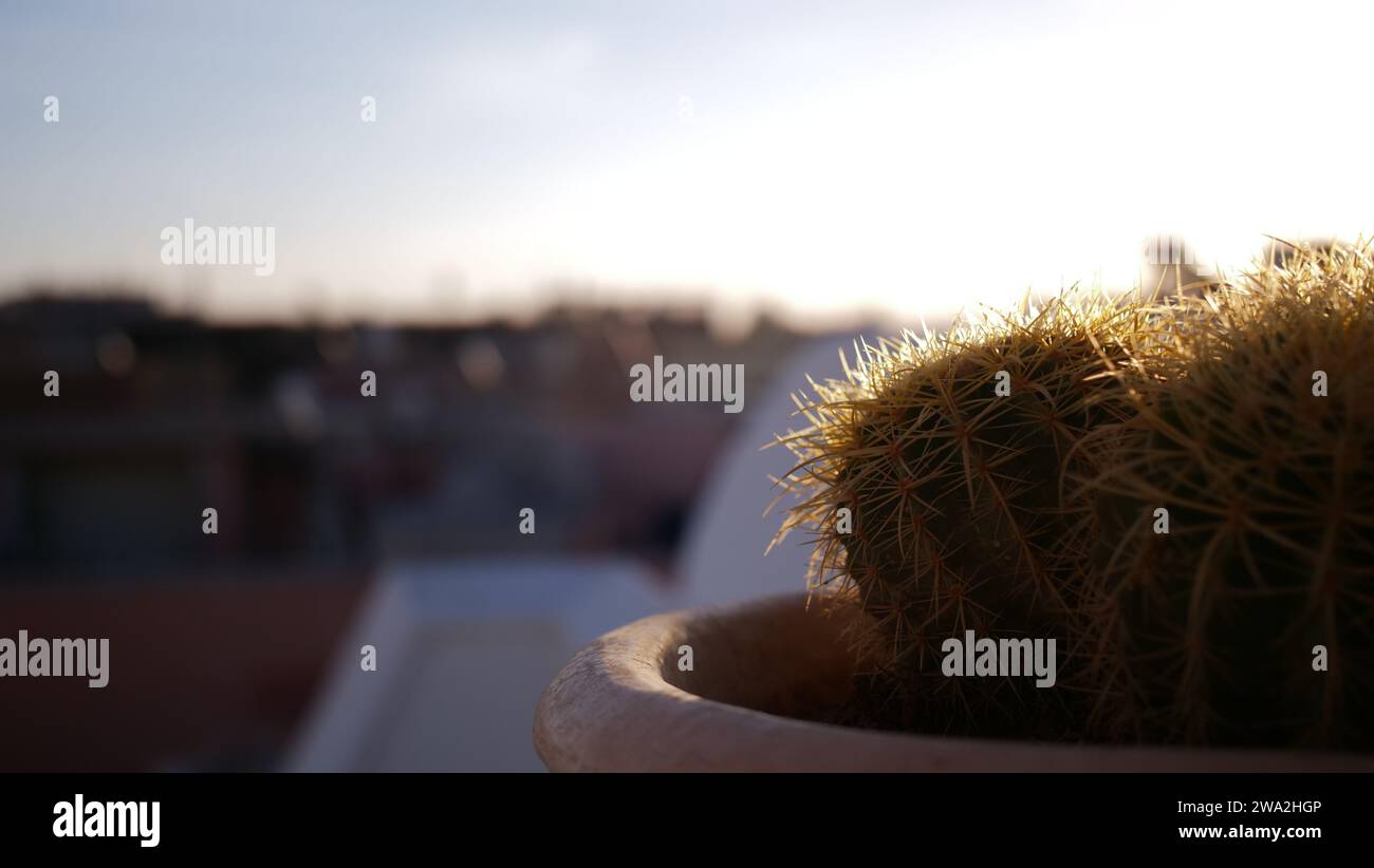 Sun kissed cactus with rooftop city view Stock Photo