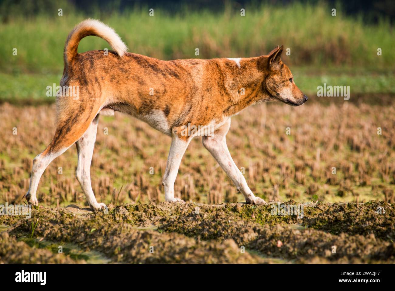 Adorable welsh springer spaniel dog breed in afternoon Stock Photo