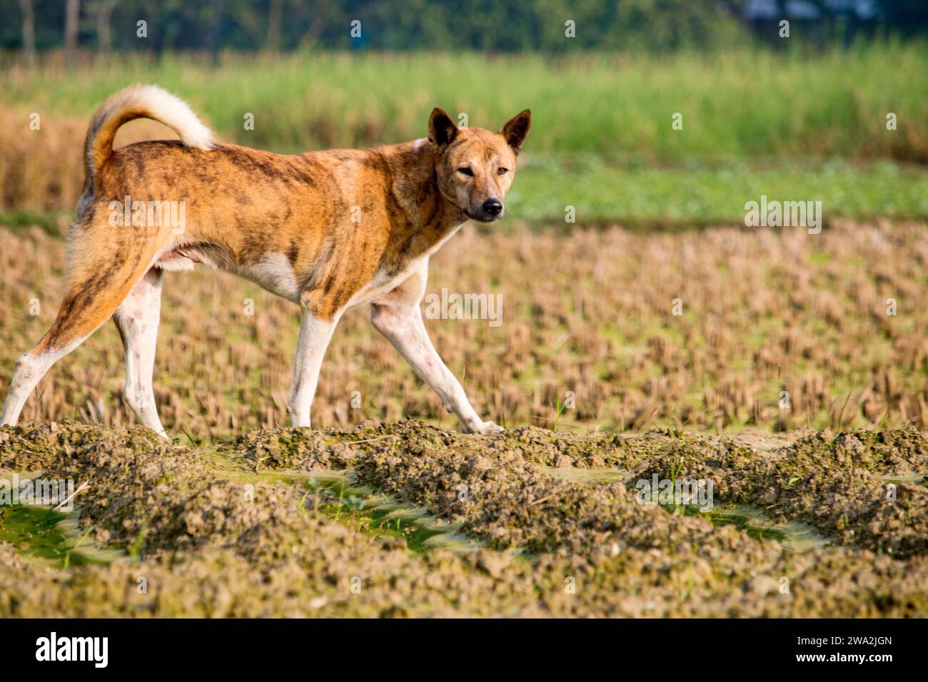 Dog is runing in natural environment. Stock Photo
