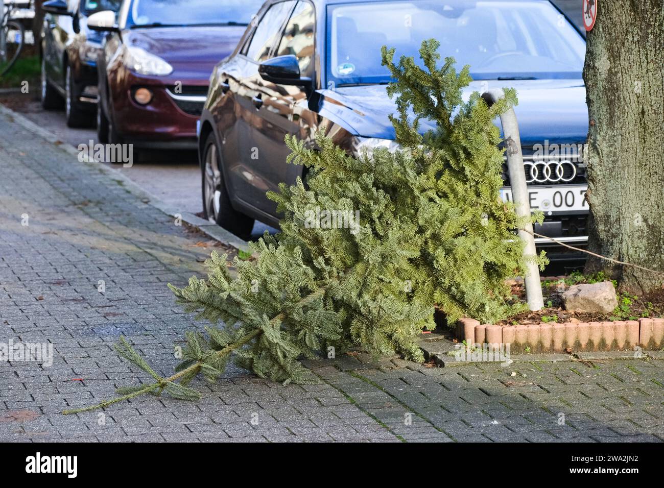 Düsseldorf 01.01.2024 Weihnachtsbaum Tannenbaum Müllabfuhr