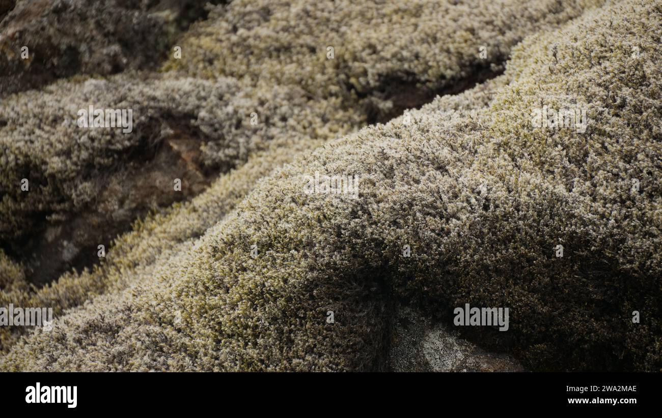 Icelandic moss Stock Photo