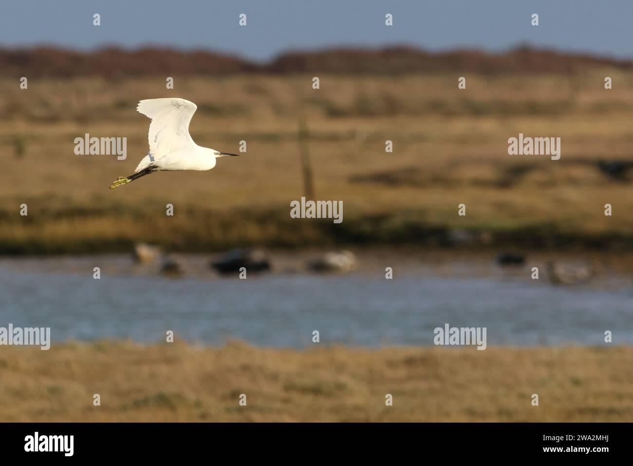 Little Egret flying across salt marsh at Pegwell Bay Nature Reserve, Kent Stock Photo