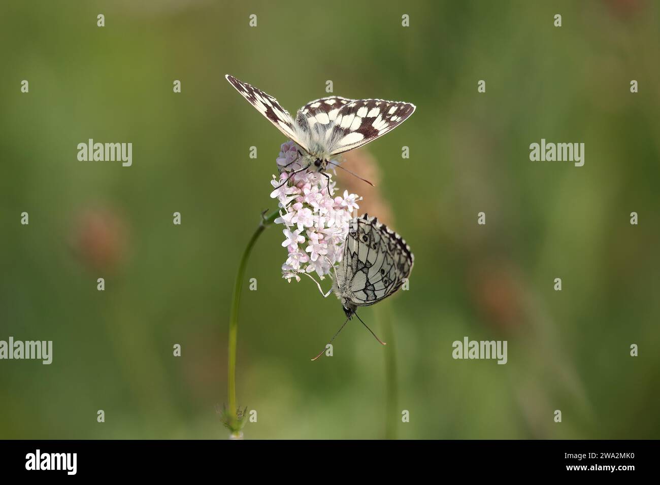 Marbled White butterflies, Melanargia galathea,on a flower head. West Sussex Downs, Sussex, uk Stock Photo