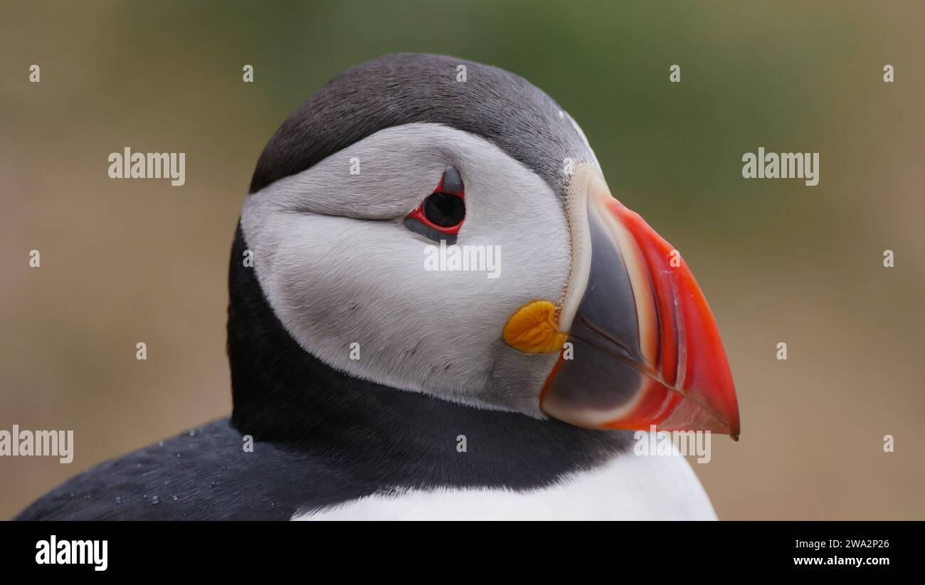 Puffin behavior hi-res stock photography and images - Alamy