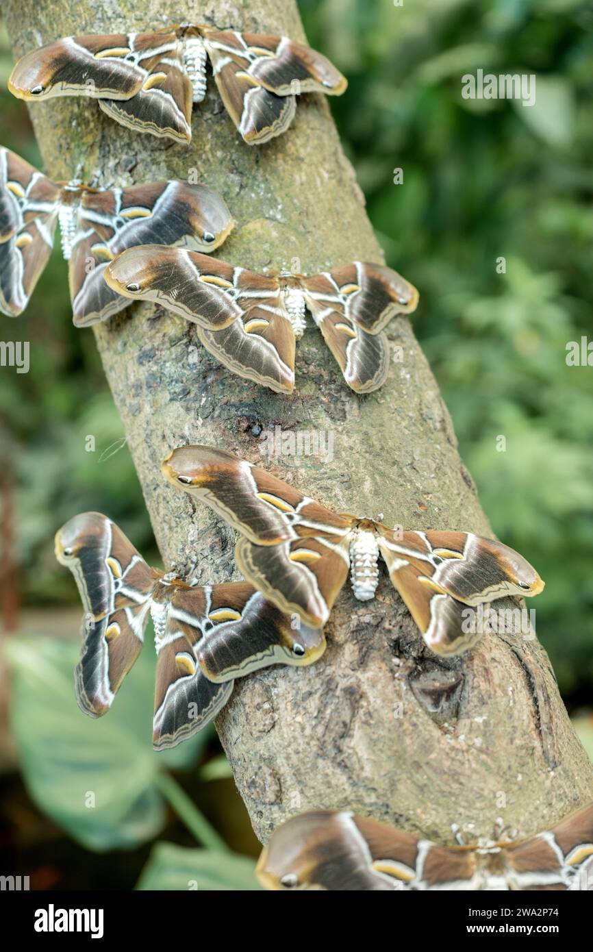 Saturniidae hi-res stock photography and images - Alamy