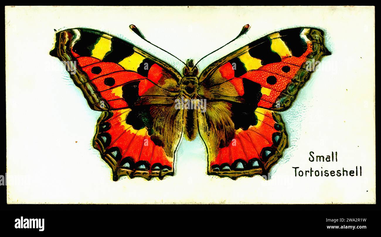 Small Tortoiseshell Butterfly - Vintage British Tradecard Stock Photo ...