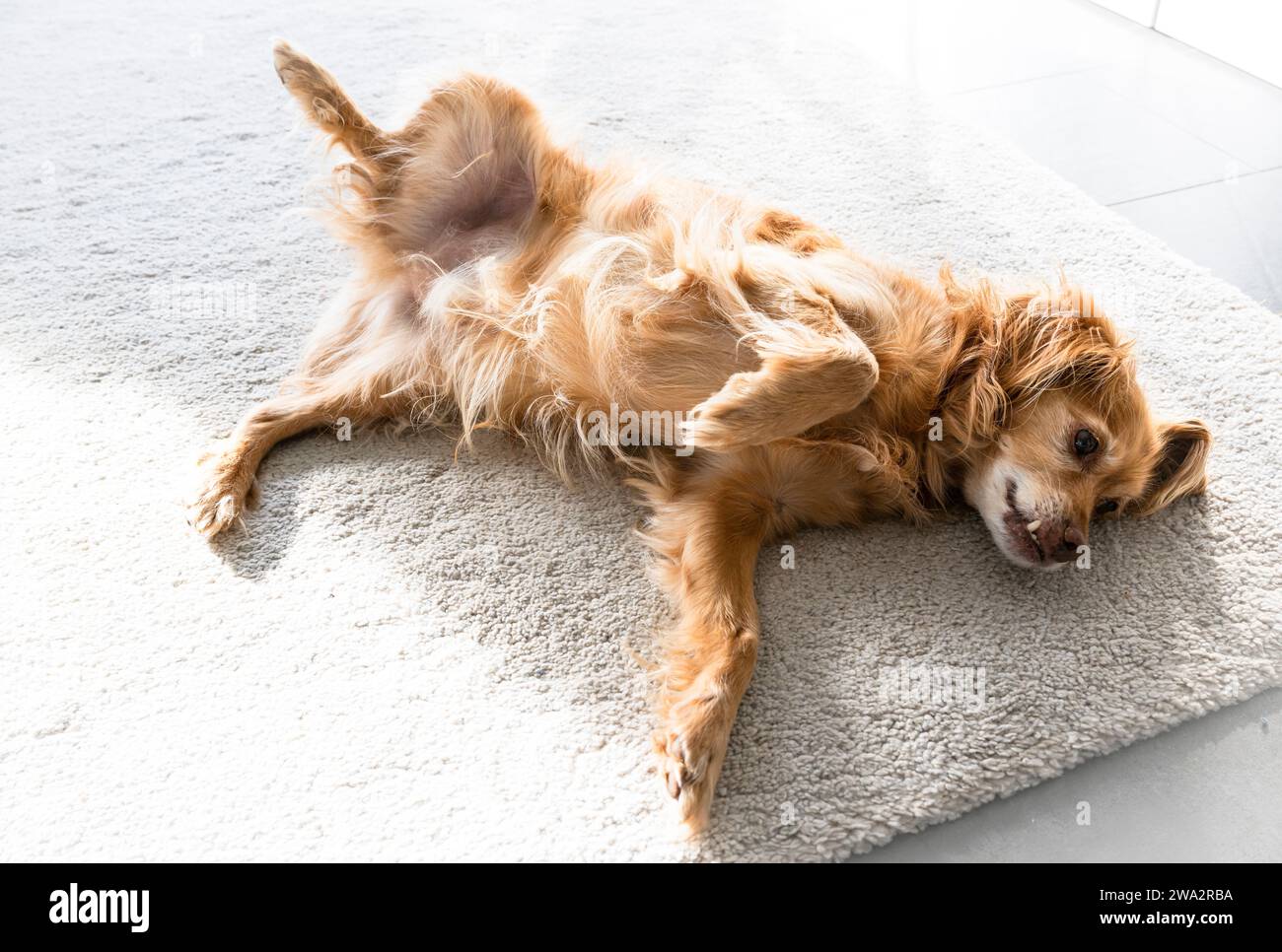 A brown Spaniel mongrel dog lies  on a white carpet in a living room and looks up Stock Photo