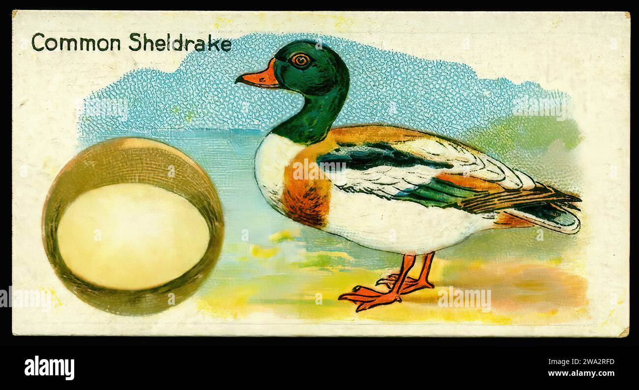 Sheldrake Reading The Common Sheldrake - Vintage British Tradecard Stock Photo - Alamy