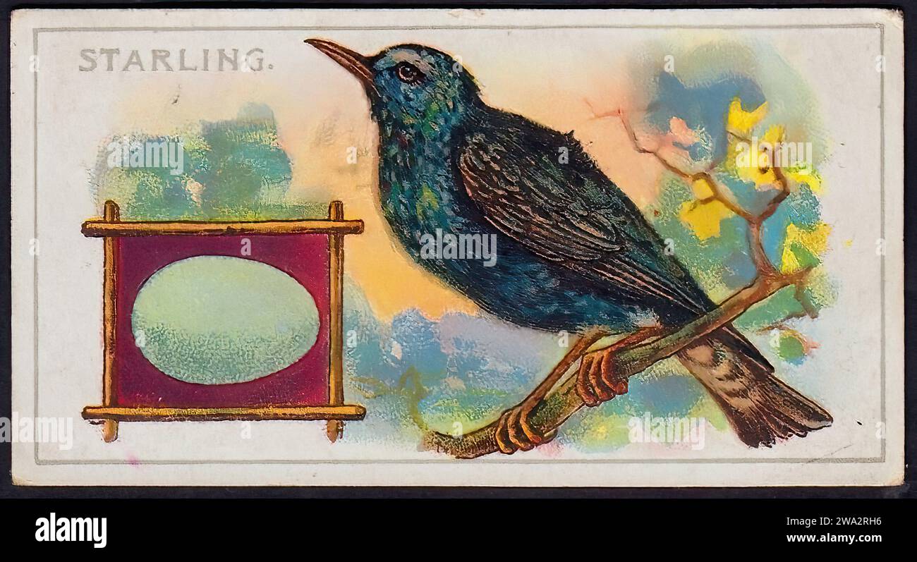 The Starling - Vintage British Tradecard Stock Photo
